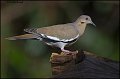 _2SB1260 white-winged dove